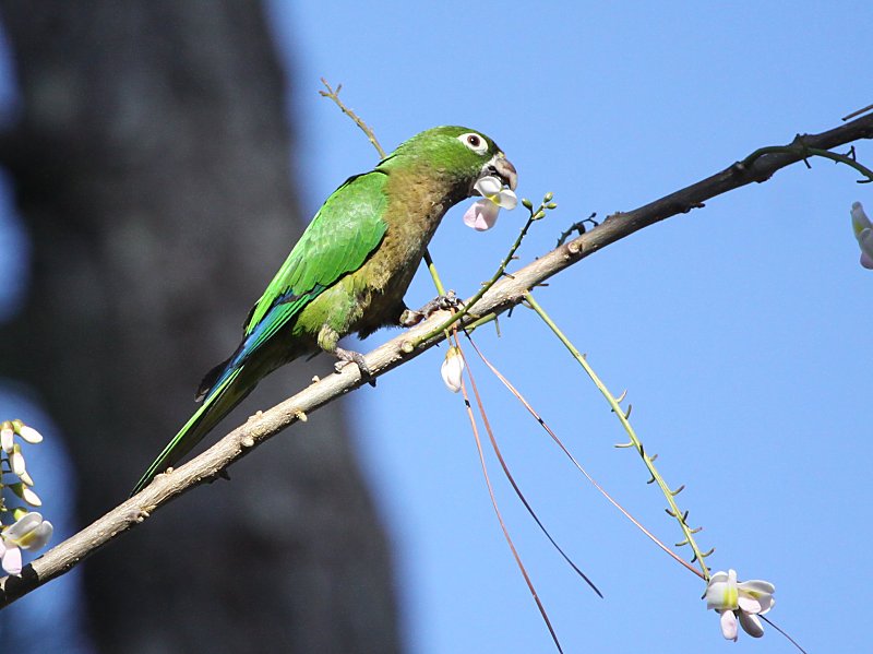 Olive-Throated Parakeet #5