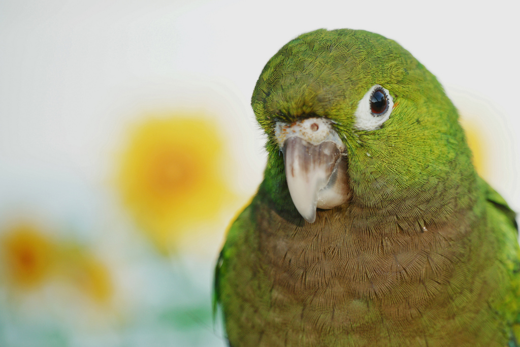 Olive-Throated Parakeet #8