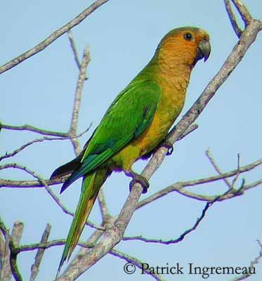 Olive-Throated Parakeet #4