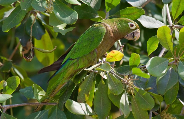 Olive-Throated Parakeet #3