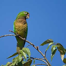 Olive-Throated Parakeet #9