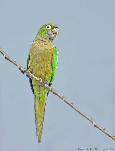Olive-Throated Parakeet #6