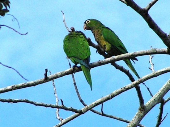 Olive-Throated Parakeet #17
