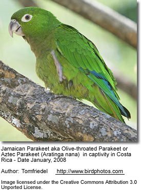 Olive-Throated Parakeet #11
