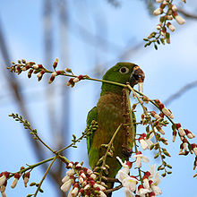 Olive-Throated Parakeet #15