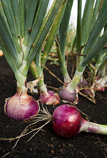 Nice Images Collection: Onion Desktop Wallpapers