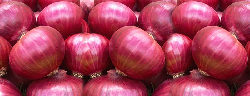 Onion #3