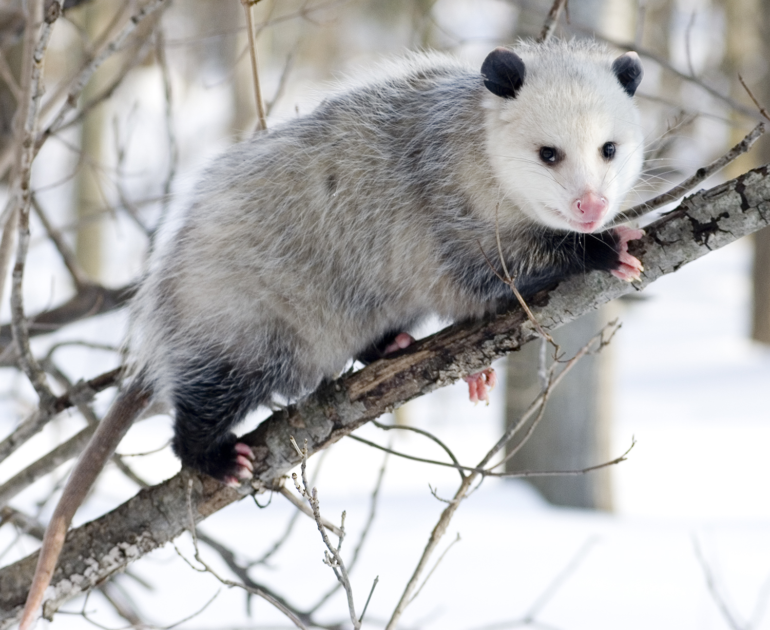 Opossum #17