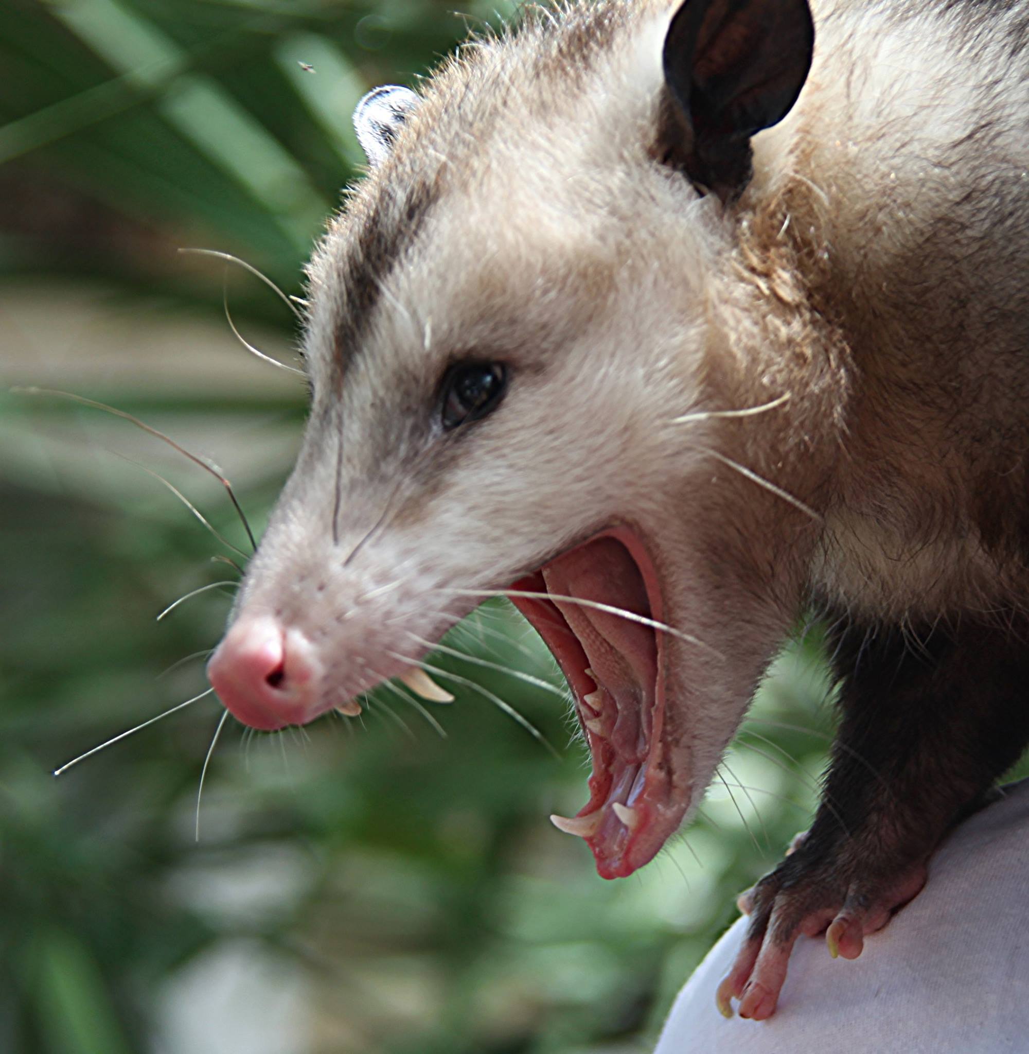 HD Quality Wallpaper | Collection: Animal, 2000x2048 Opossum