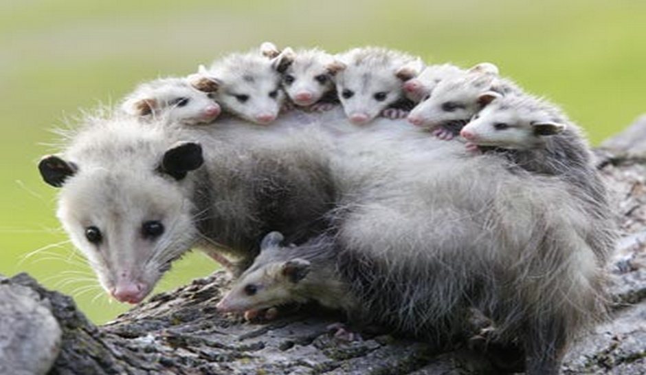 Opossum #8