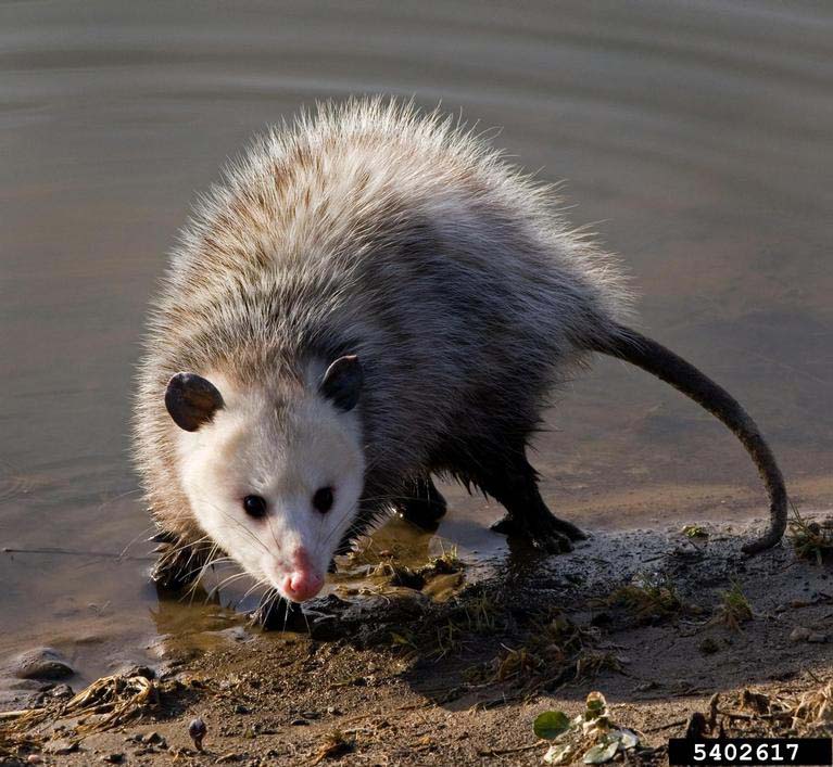 Opossum #6