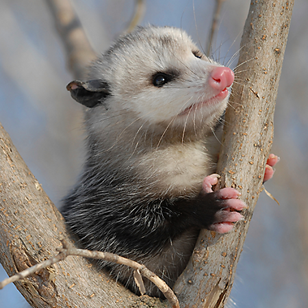 HD Quality Wallpaper | Collection: Animal, 450x450 Opossum