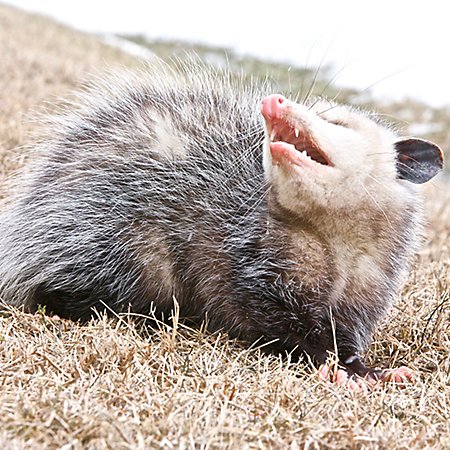 Opossum #7