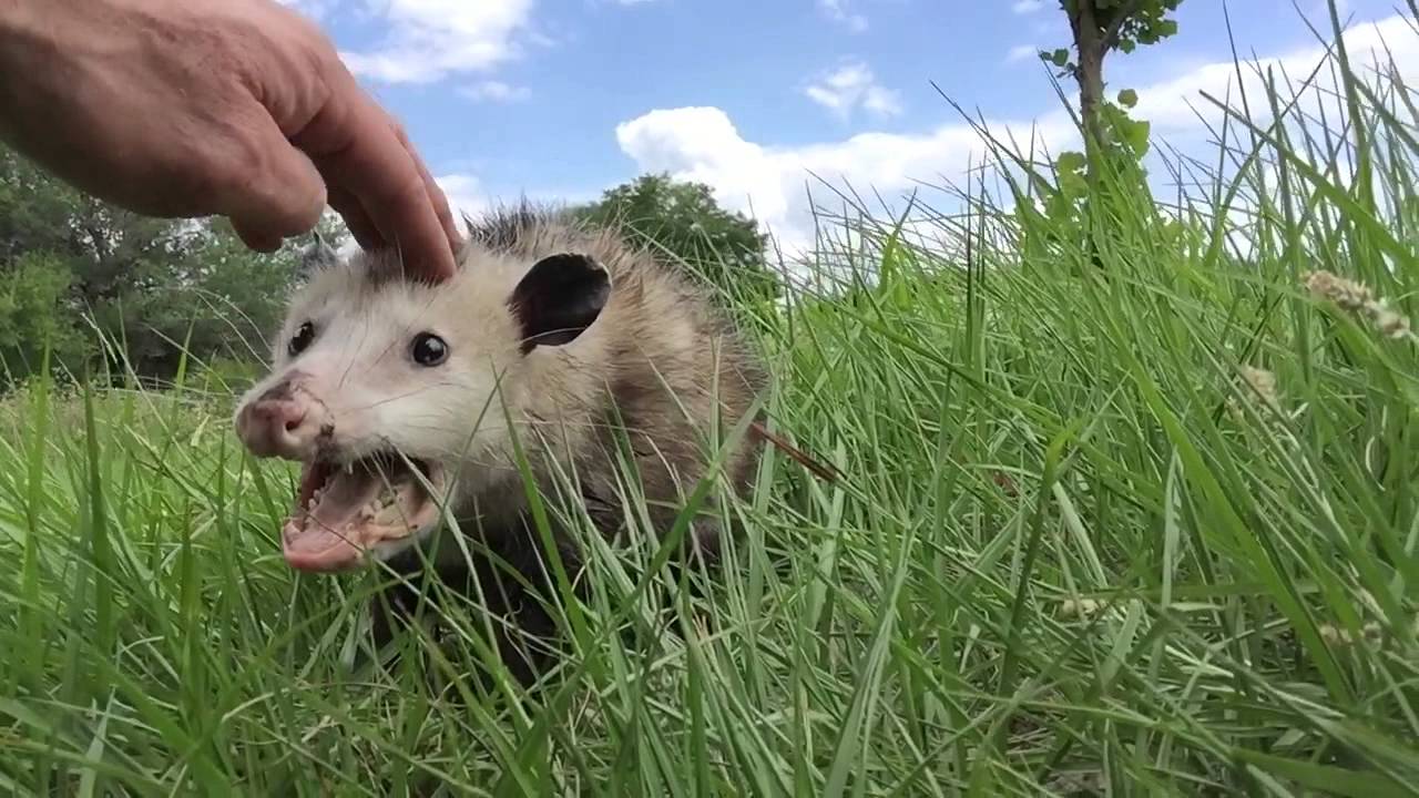Opossum #5