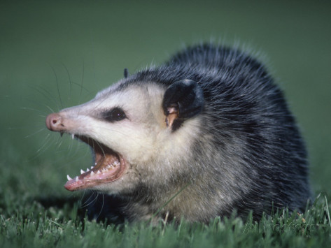 Nice Images Collection: Opossum Desktop Wallpapers