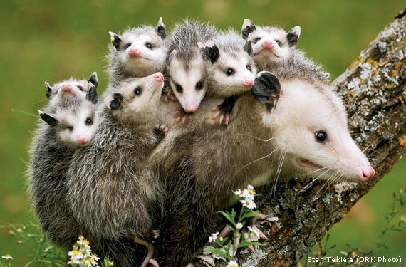 Opossum #12