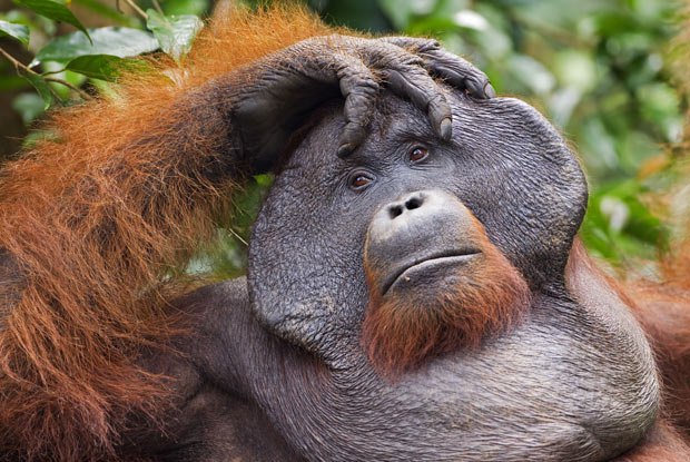 Amazing Orangutan Pictures & Backgrounds