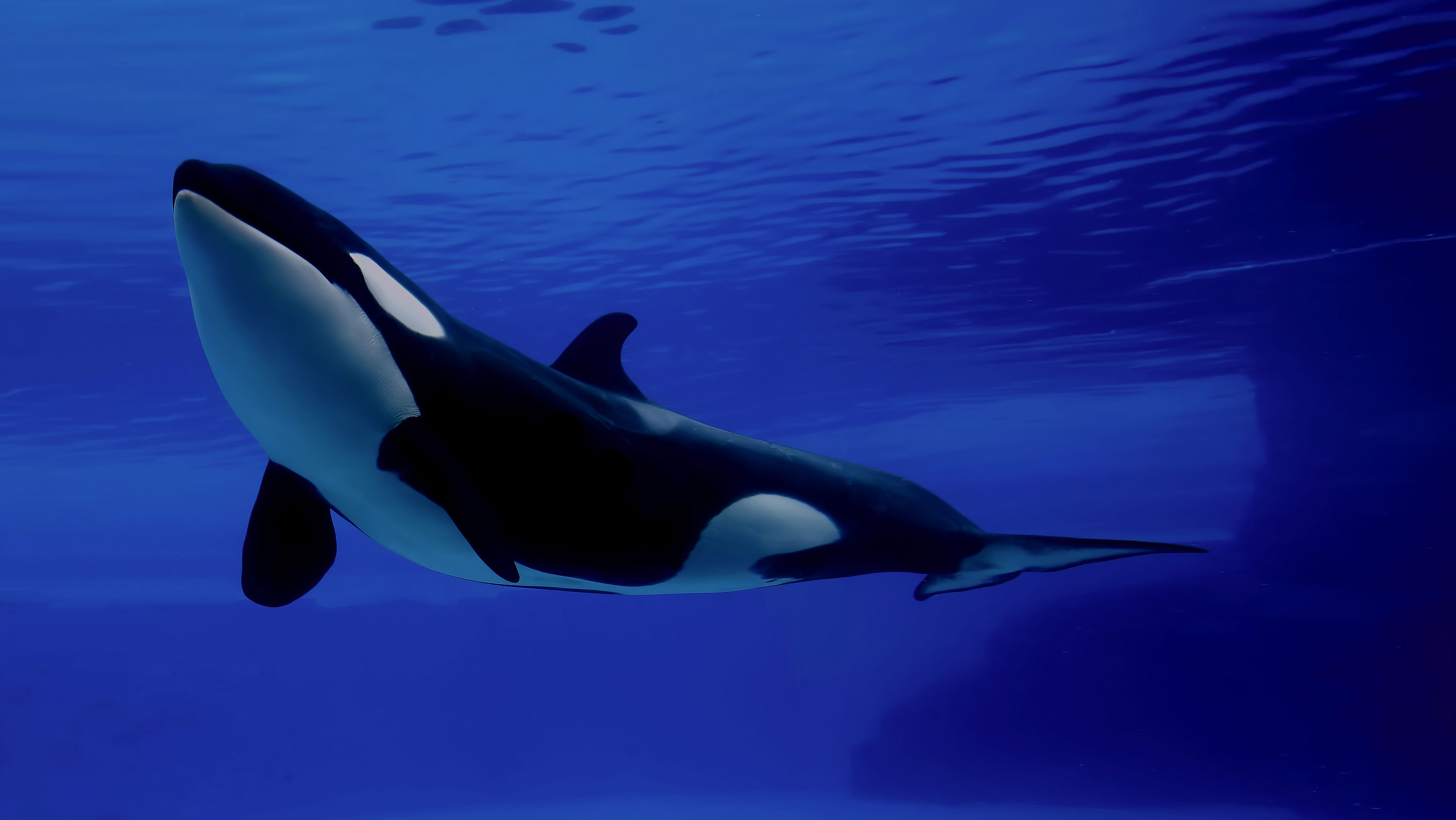 Nice Images Collection: Orca Desktop Wallpapers