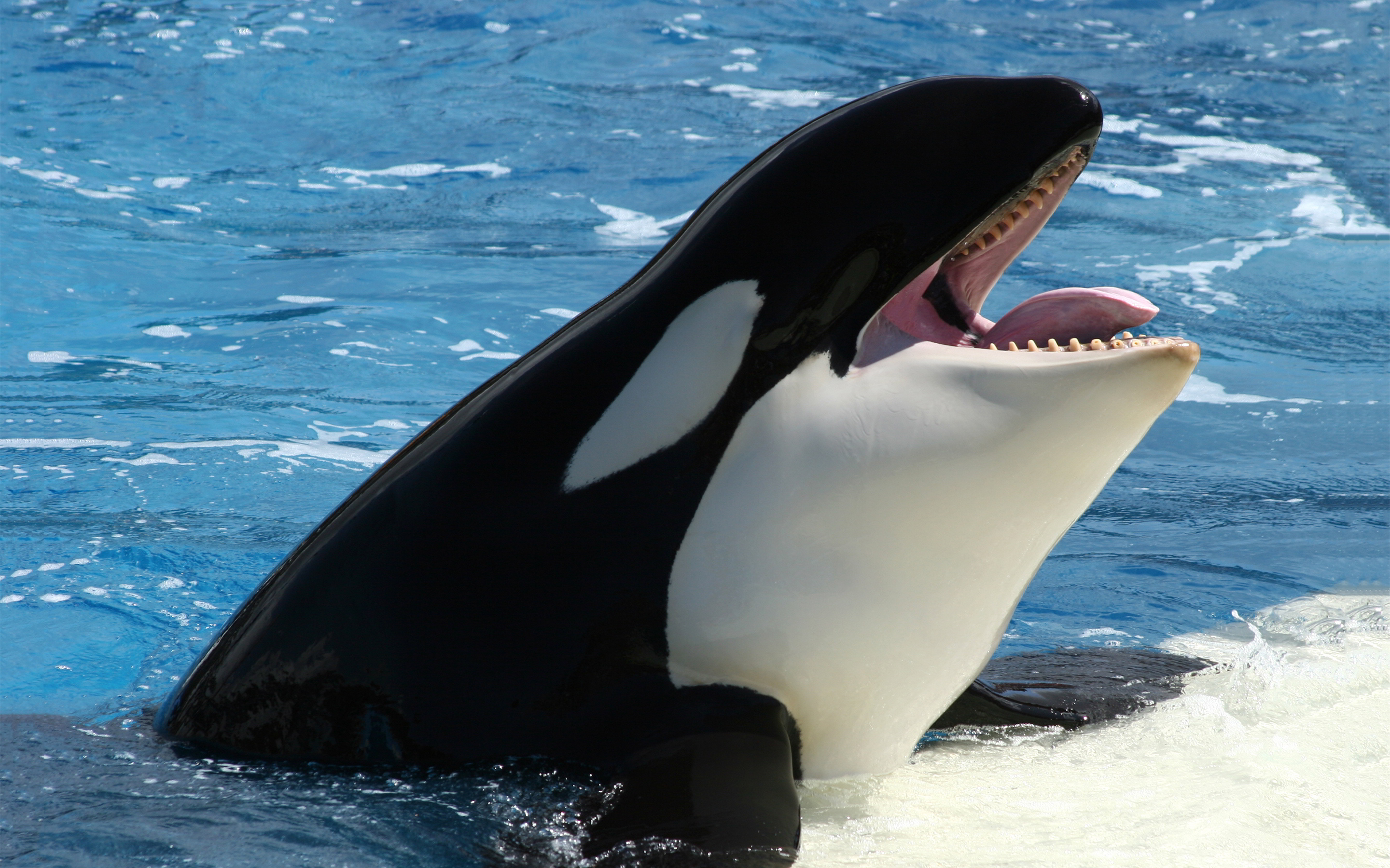 Nice wallpapers Orca 2880x1800px
