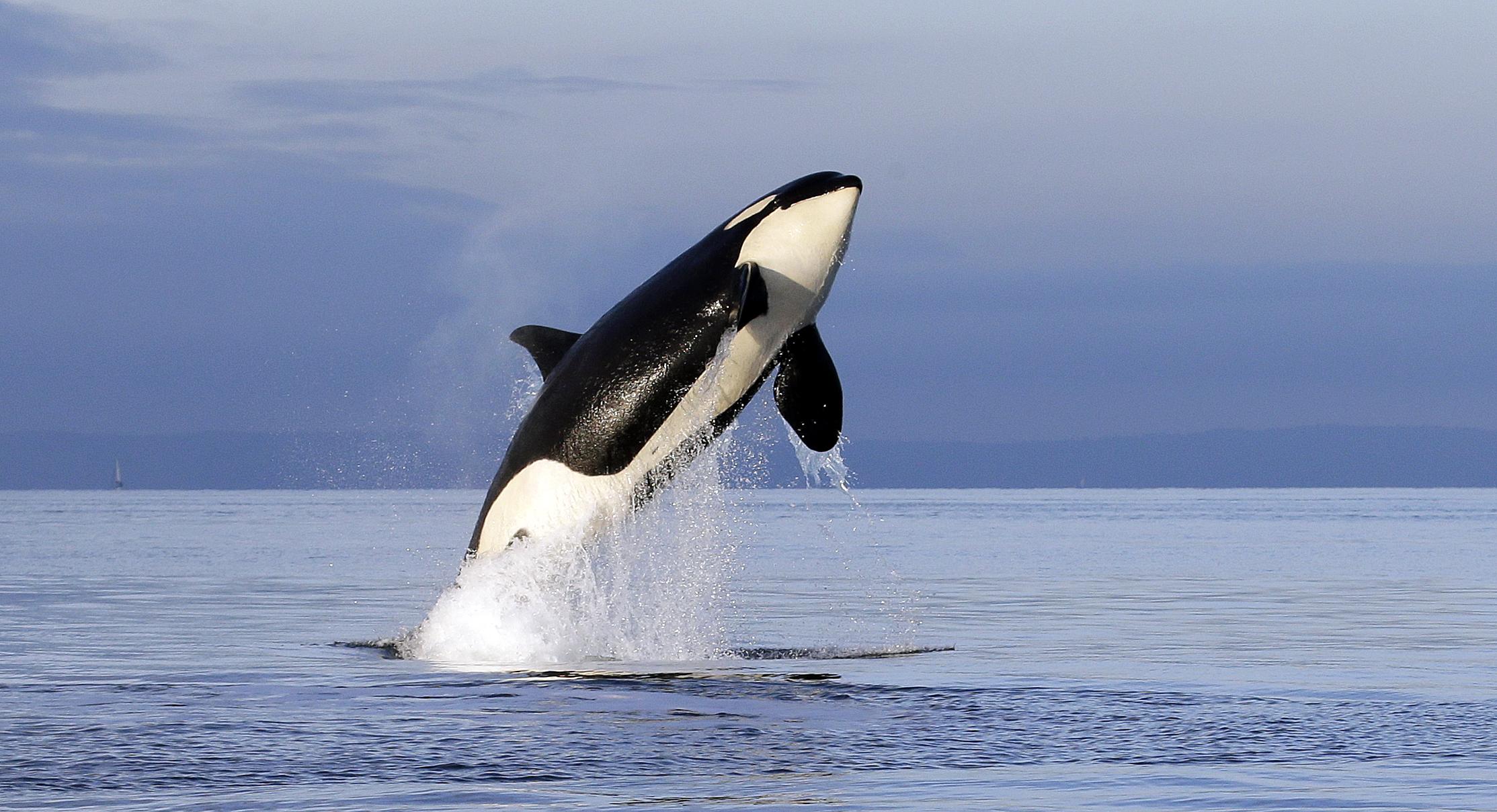 Nice Images Collection: Orca Desktop Wallpapers