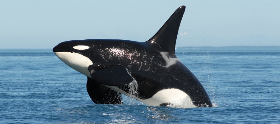 Amazing Orca Pictures & Backgrounds