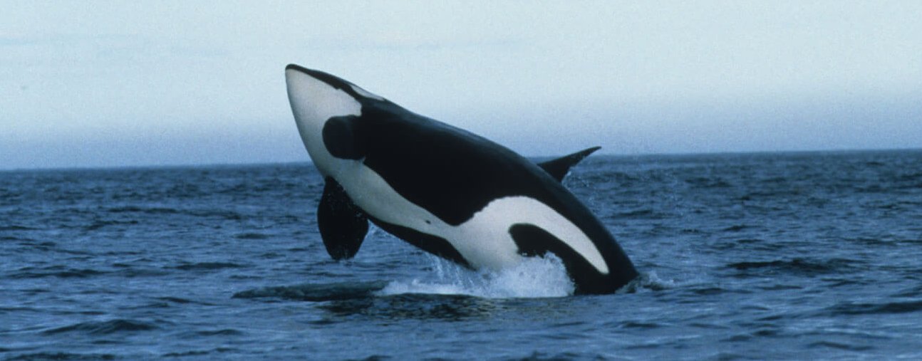 Images of Orca | 1294x507
