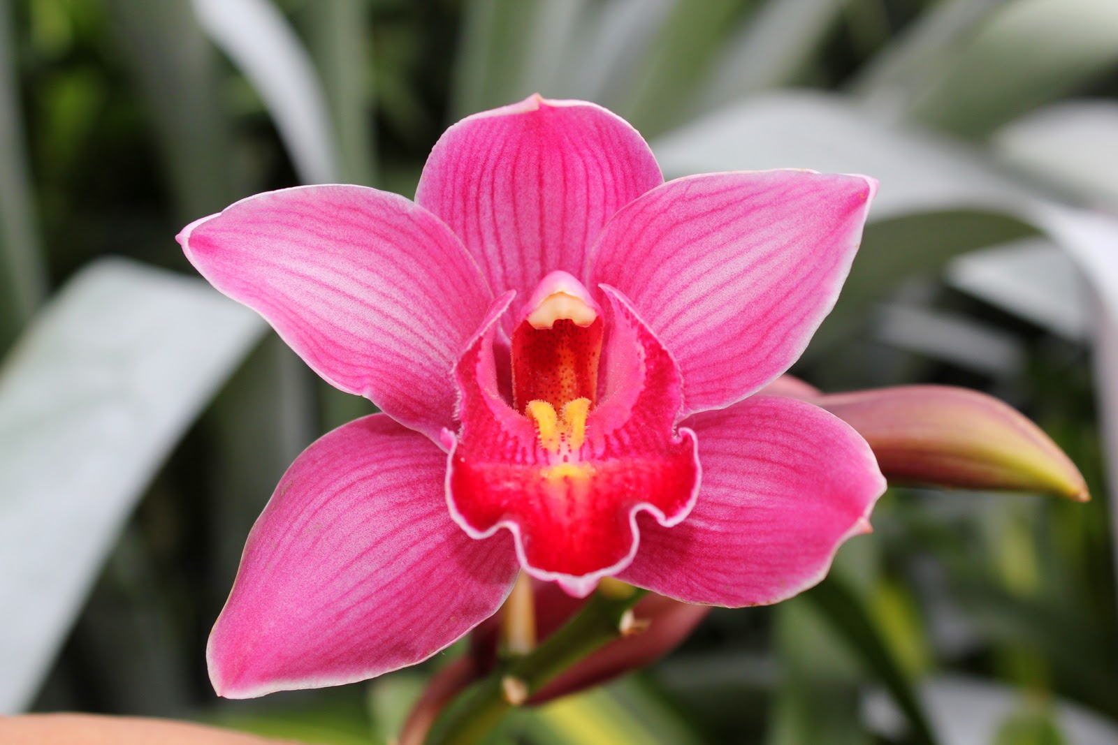 Orchid #20