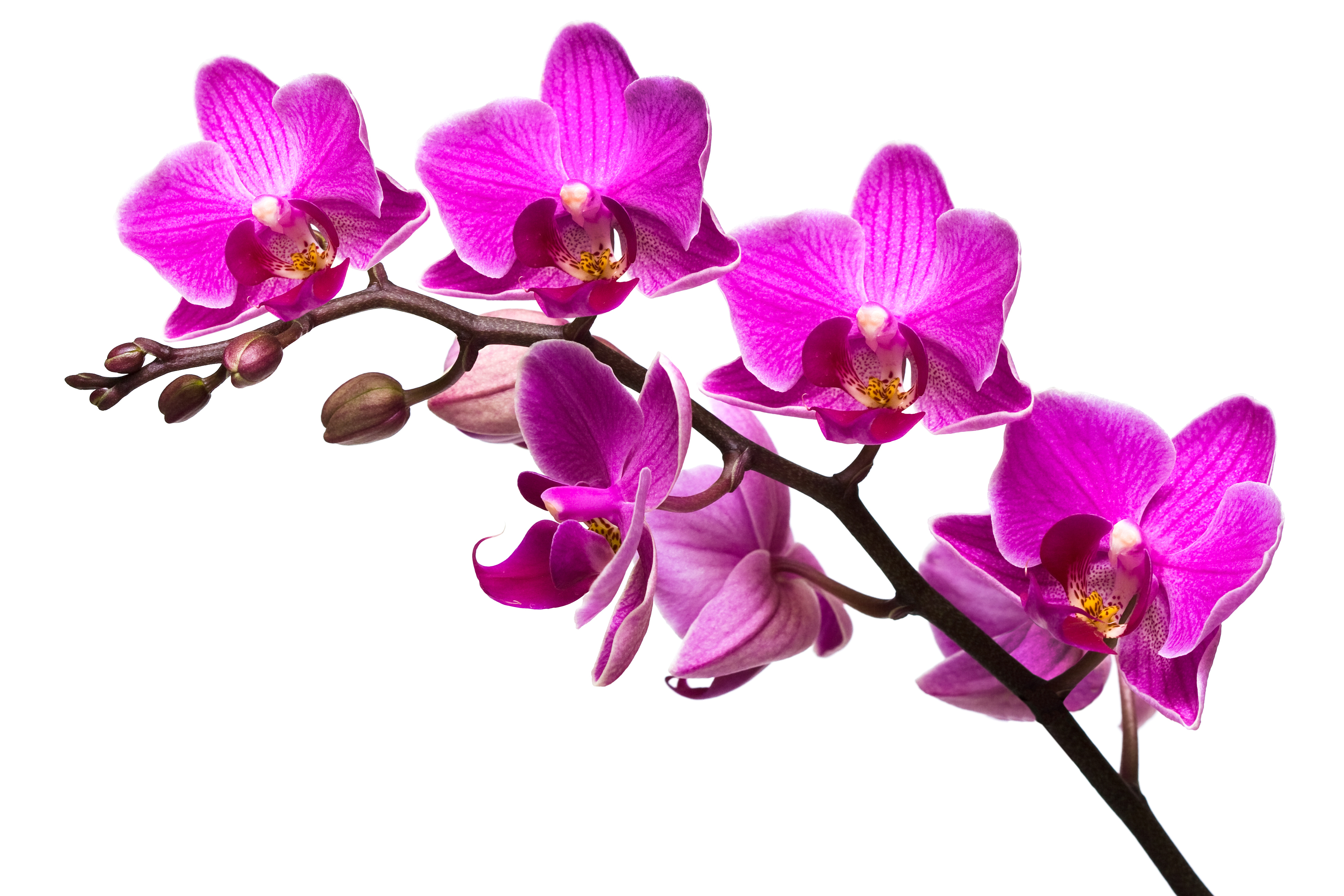 3888x2592 > Orchid Wallpapers