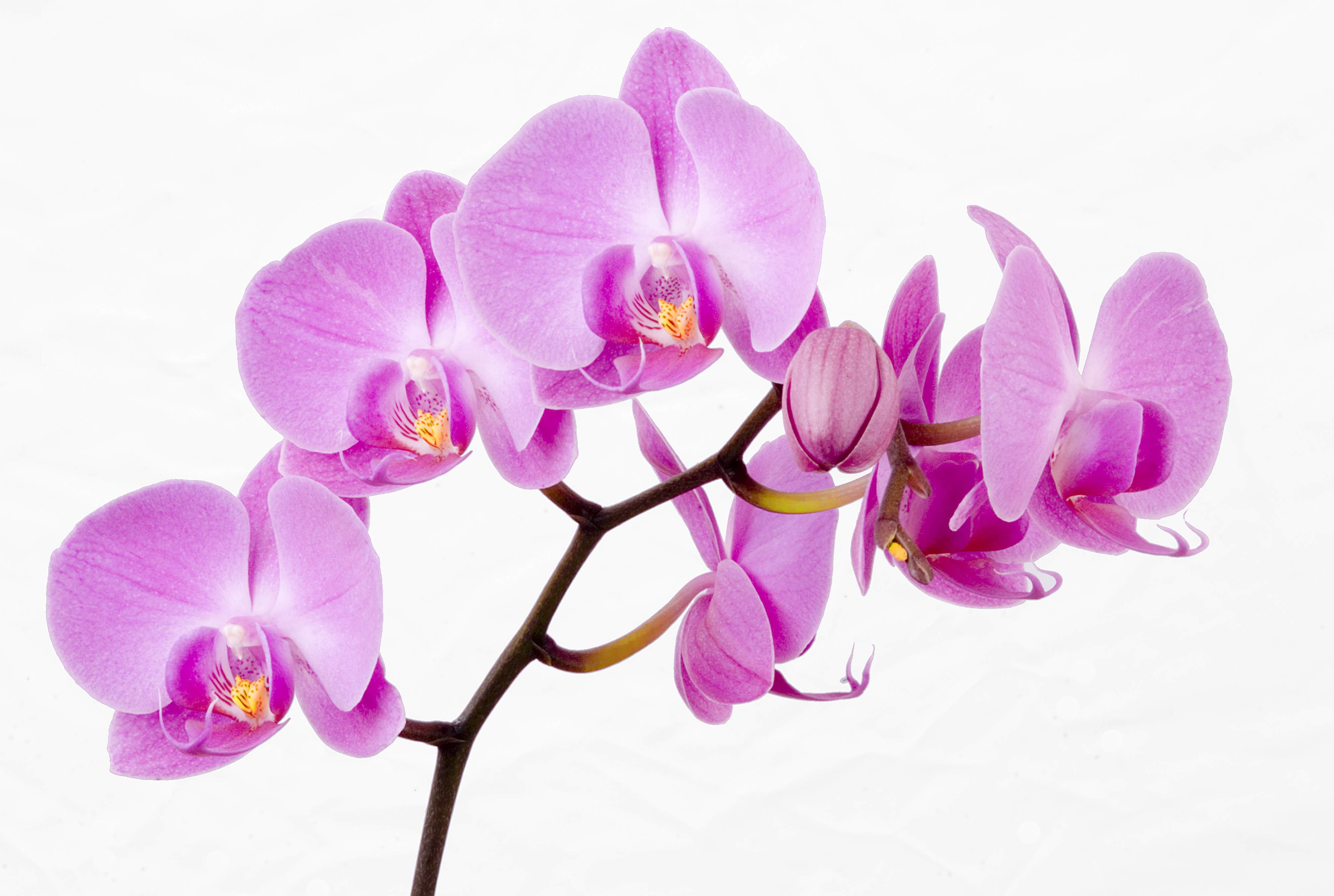 Orchid Backgrounds, Compatible - PC, Mobile, Gadgets| 4017x2700 px