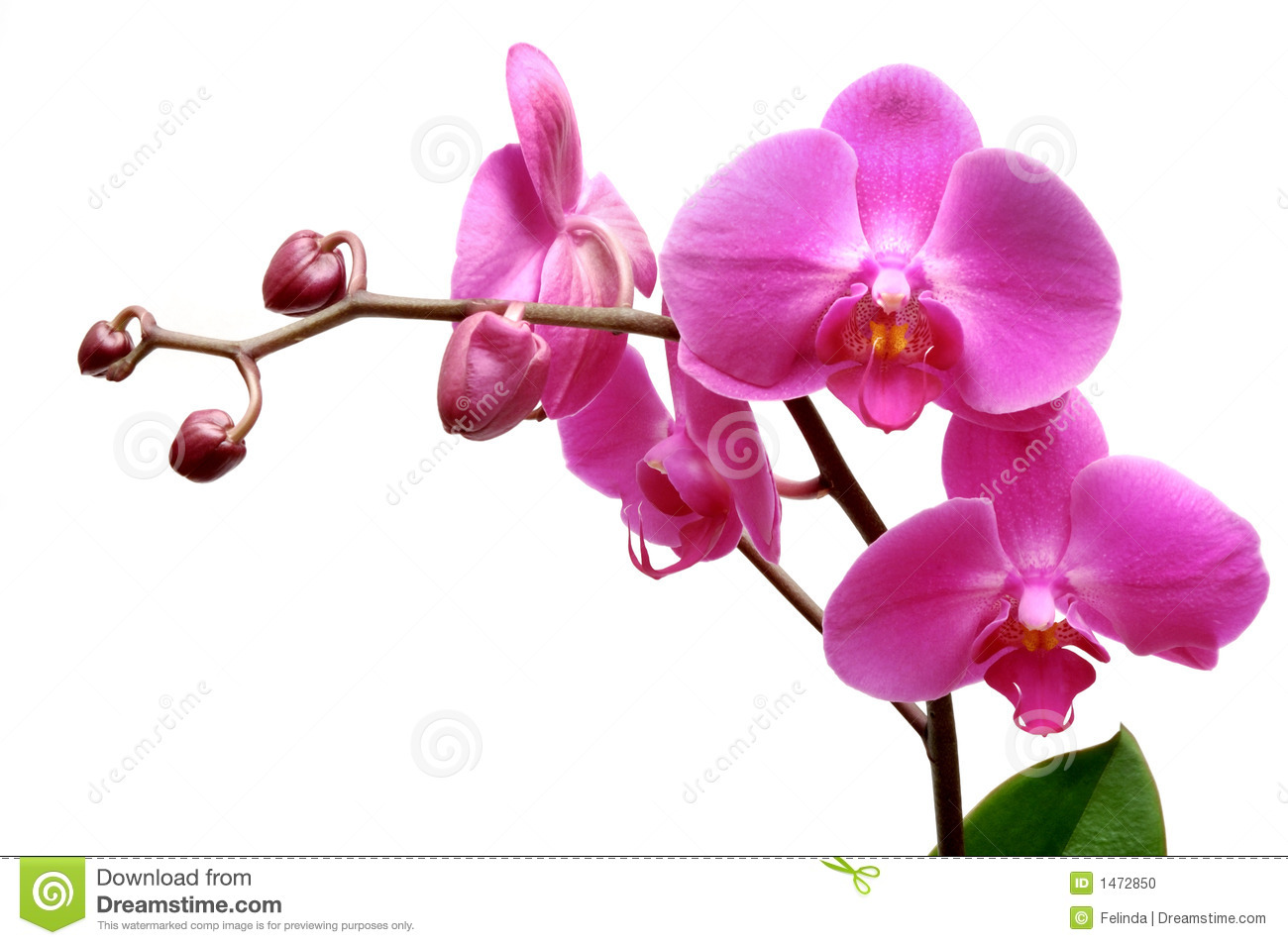 High Resolution Wallpaper | Orchid 1300x954 px