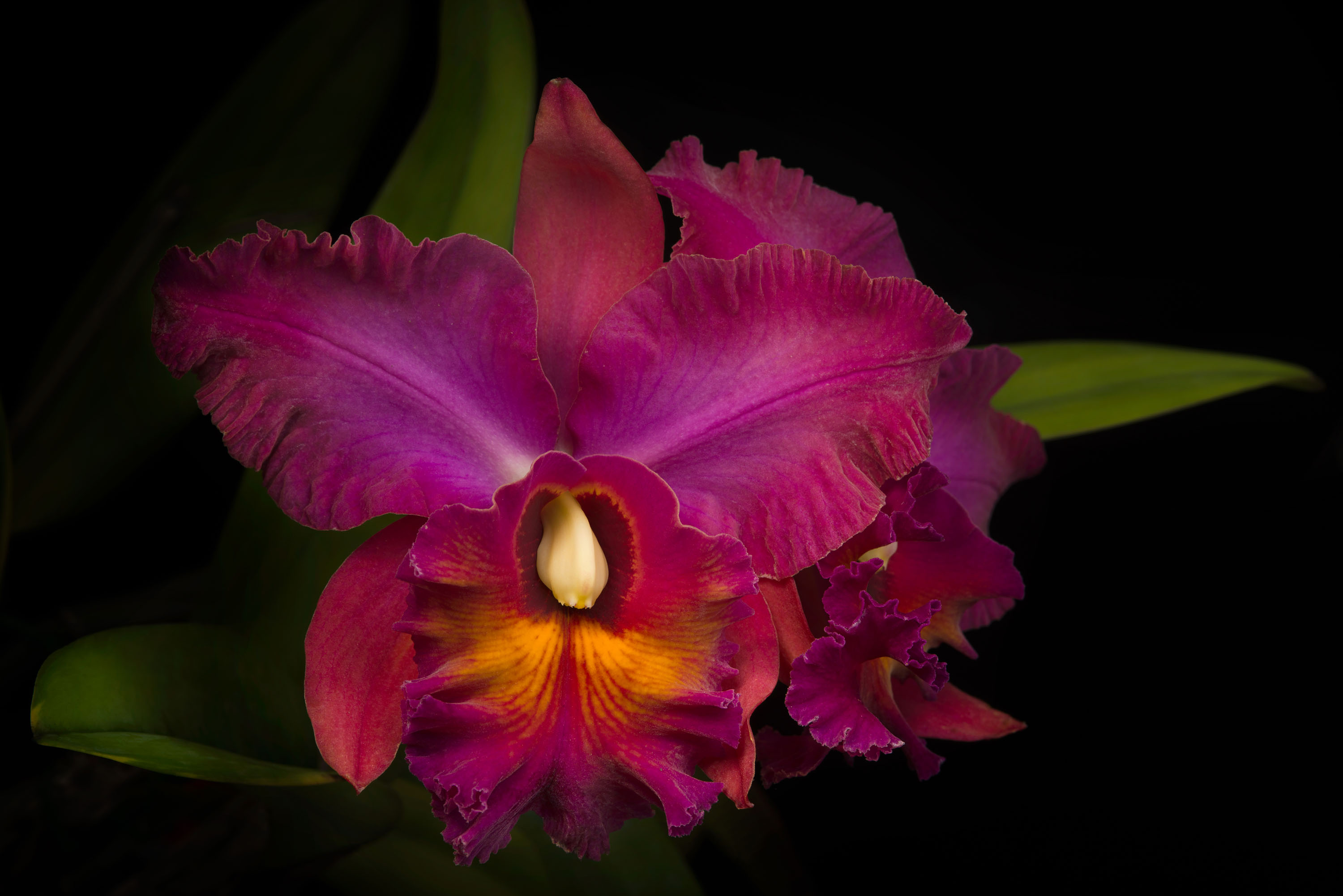 Orchid #19