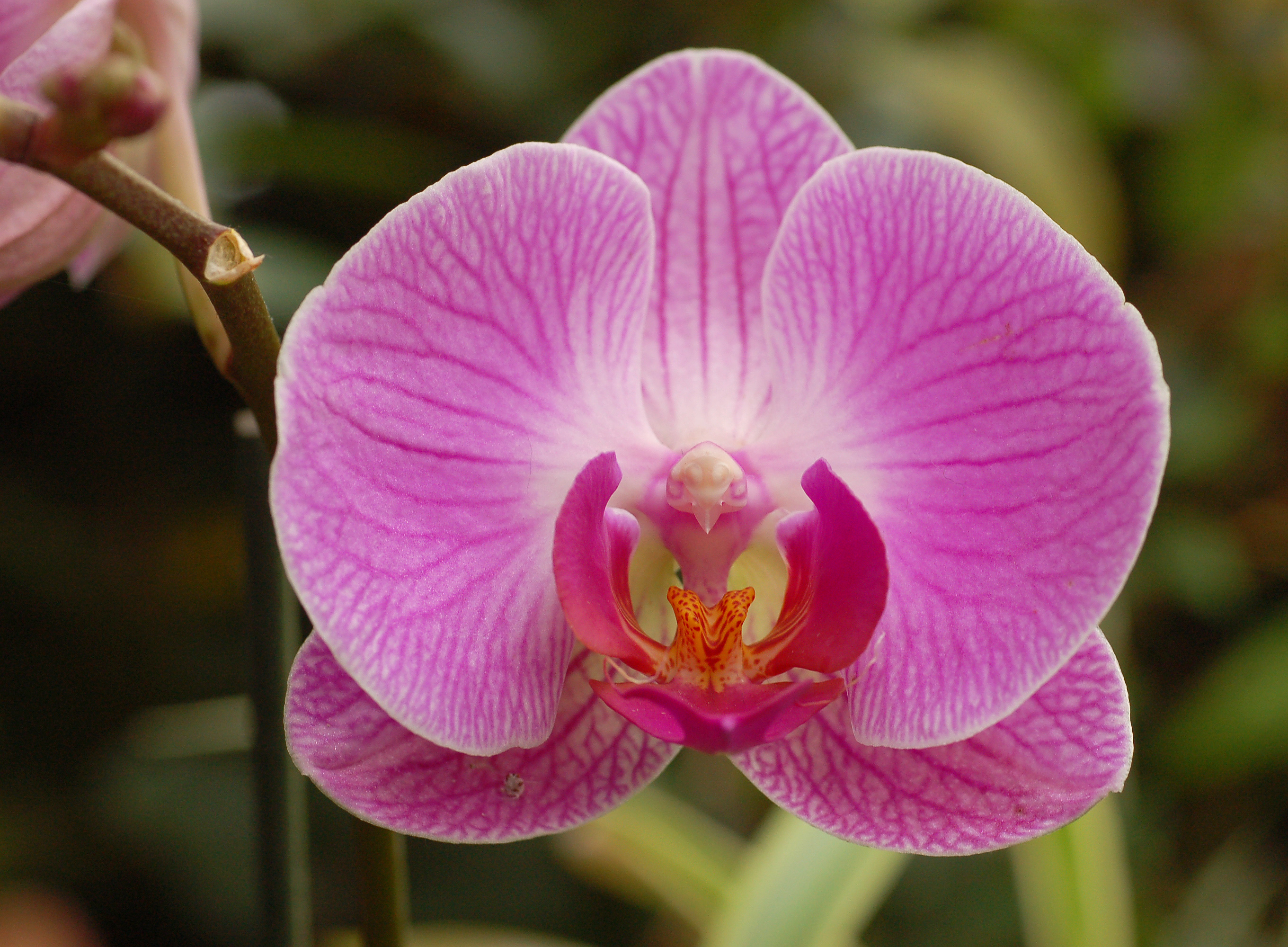 Nice wallpapers Orchid 2721x2000px