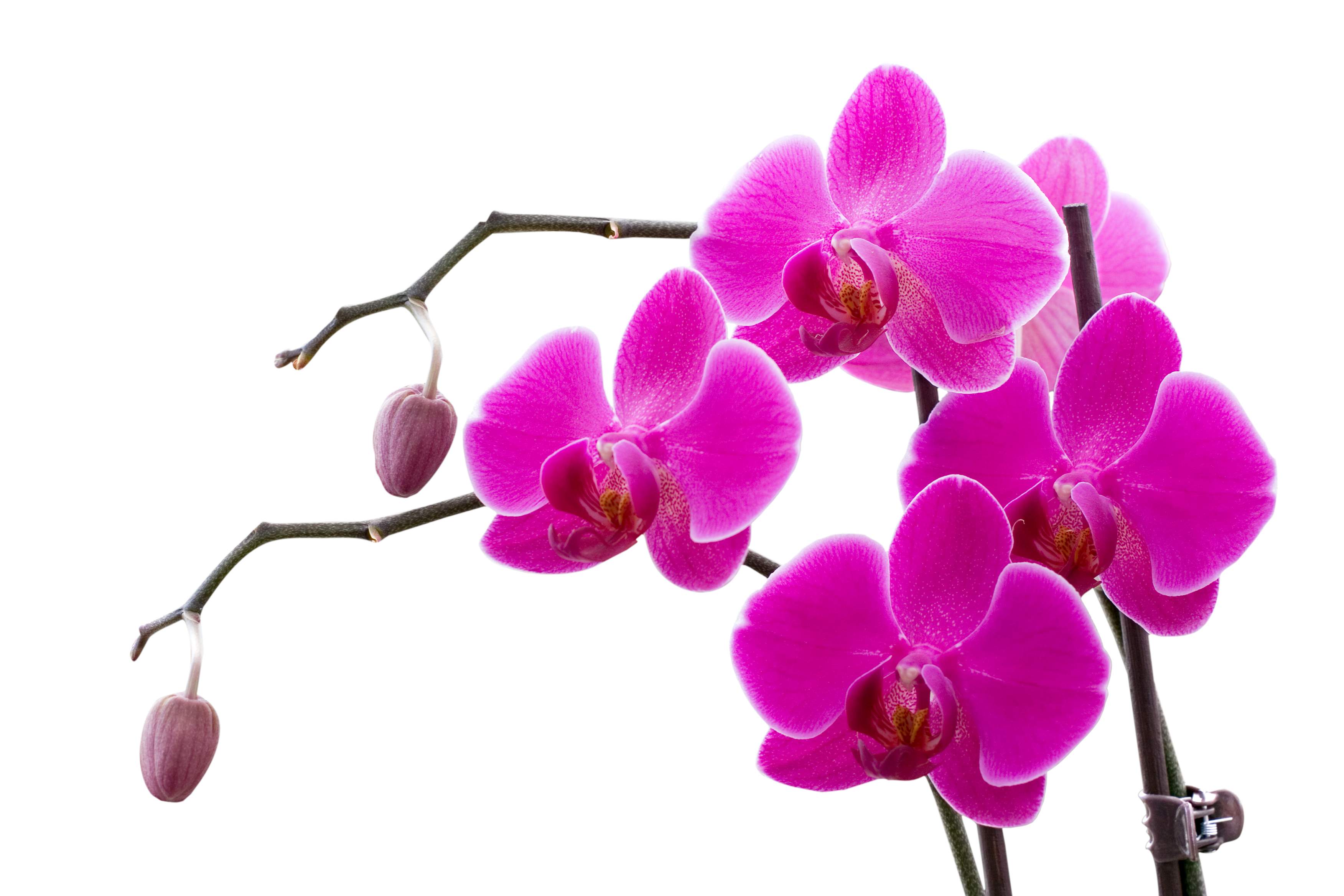 Orchid Backgrounds, Compatible - PC, Mobile, Gadgets| 3504x2336 px
