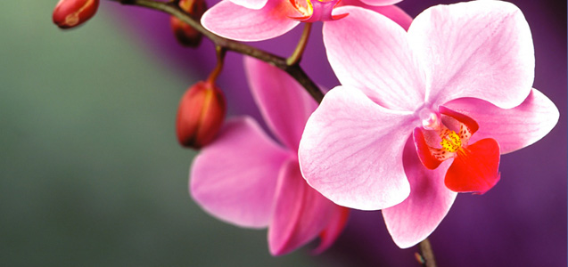 Nice wallpapers Orchid 637x300px