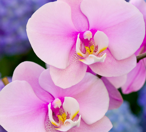 Images of Orchid | 500x455