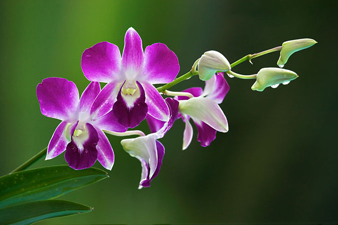 Orchid HD wallpapers, Desktop wallpaper - most viewed