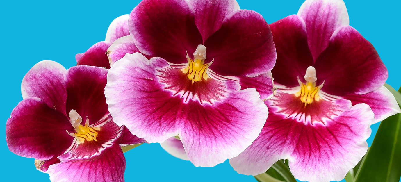 1379x626 > Orchid Wallpapers