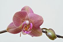 Orchid #7