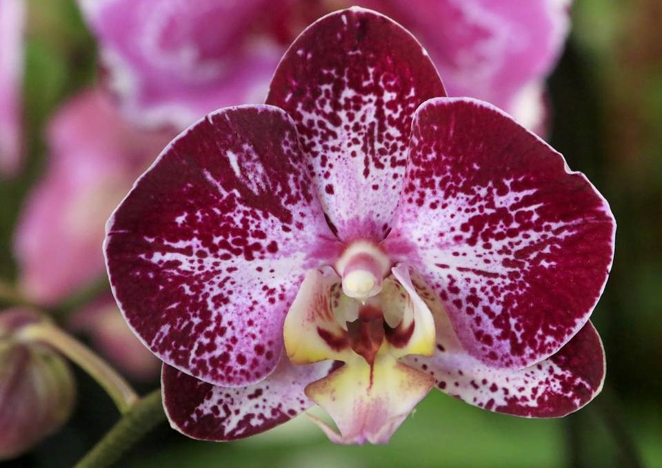 Orchid #8