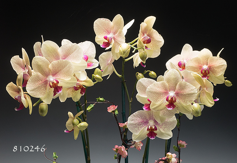 Orchid Backgrounds on Wallpapers Vista