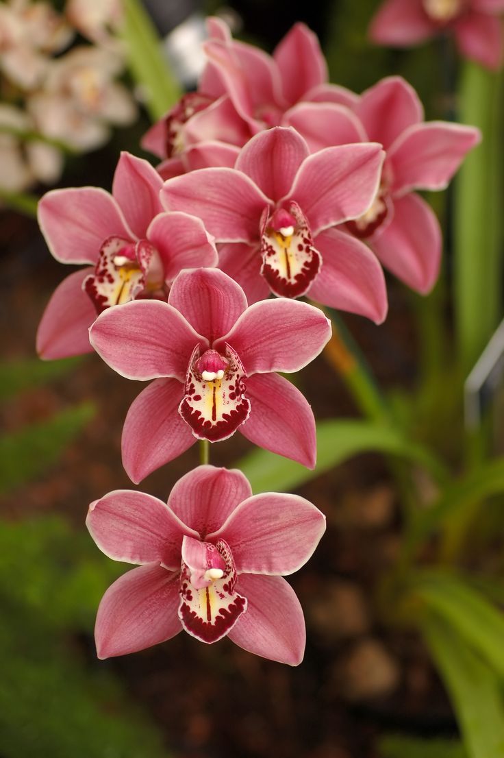 Orchid #11