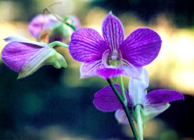 Nice Images Collection: Orchid Desktop Wallpapers
