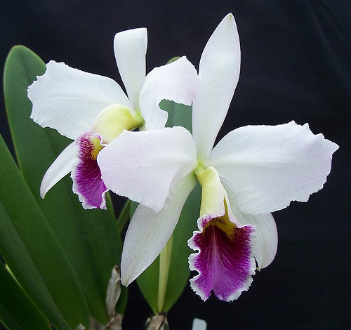 High Resolution Wallpaper | Orchid 500x470 px