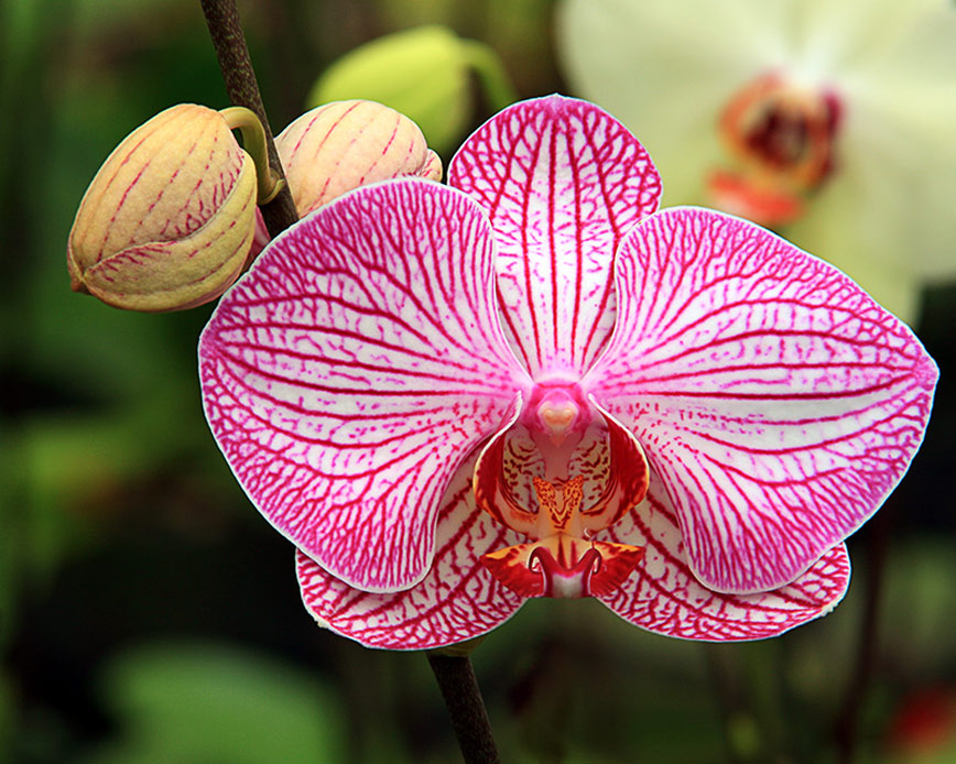 868x694 > Orchid Wallpapers