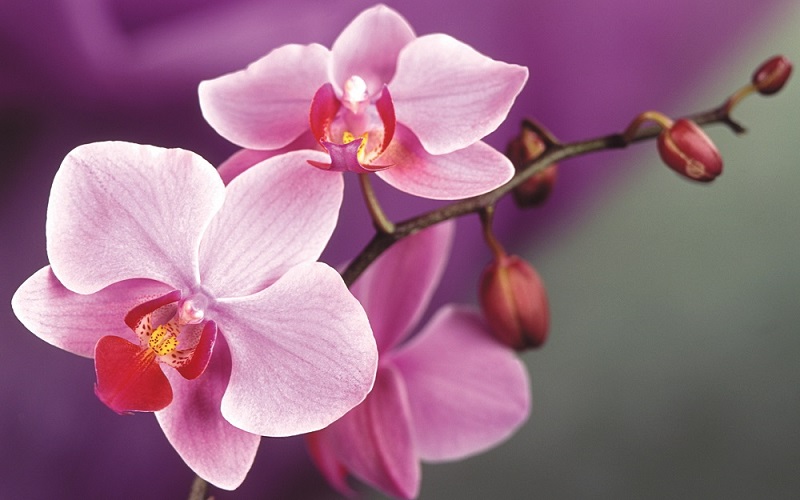 Orchid Backgrounds, Compatible - PC, Mobile, Gadgets| 800x500 px