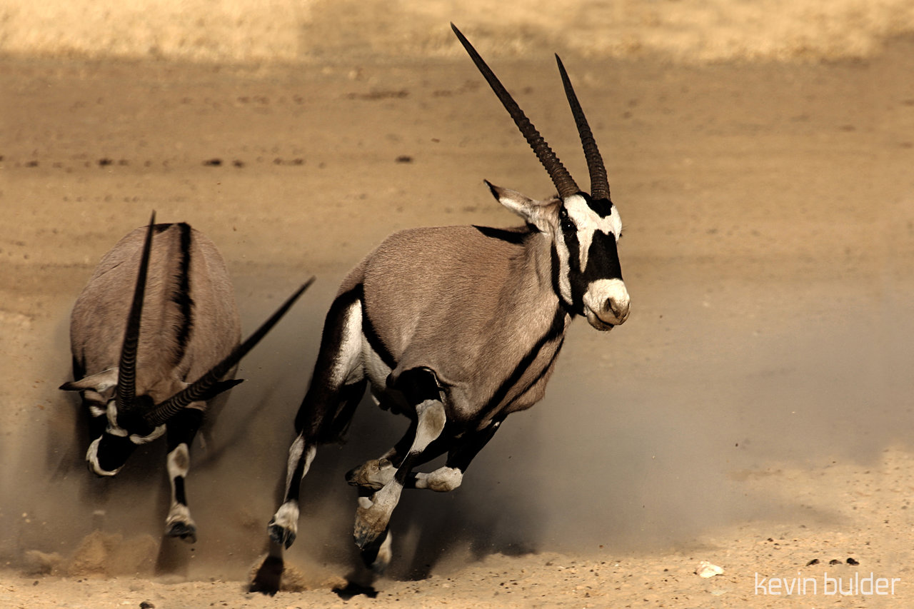 Oryx Pics, Animal Collection