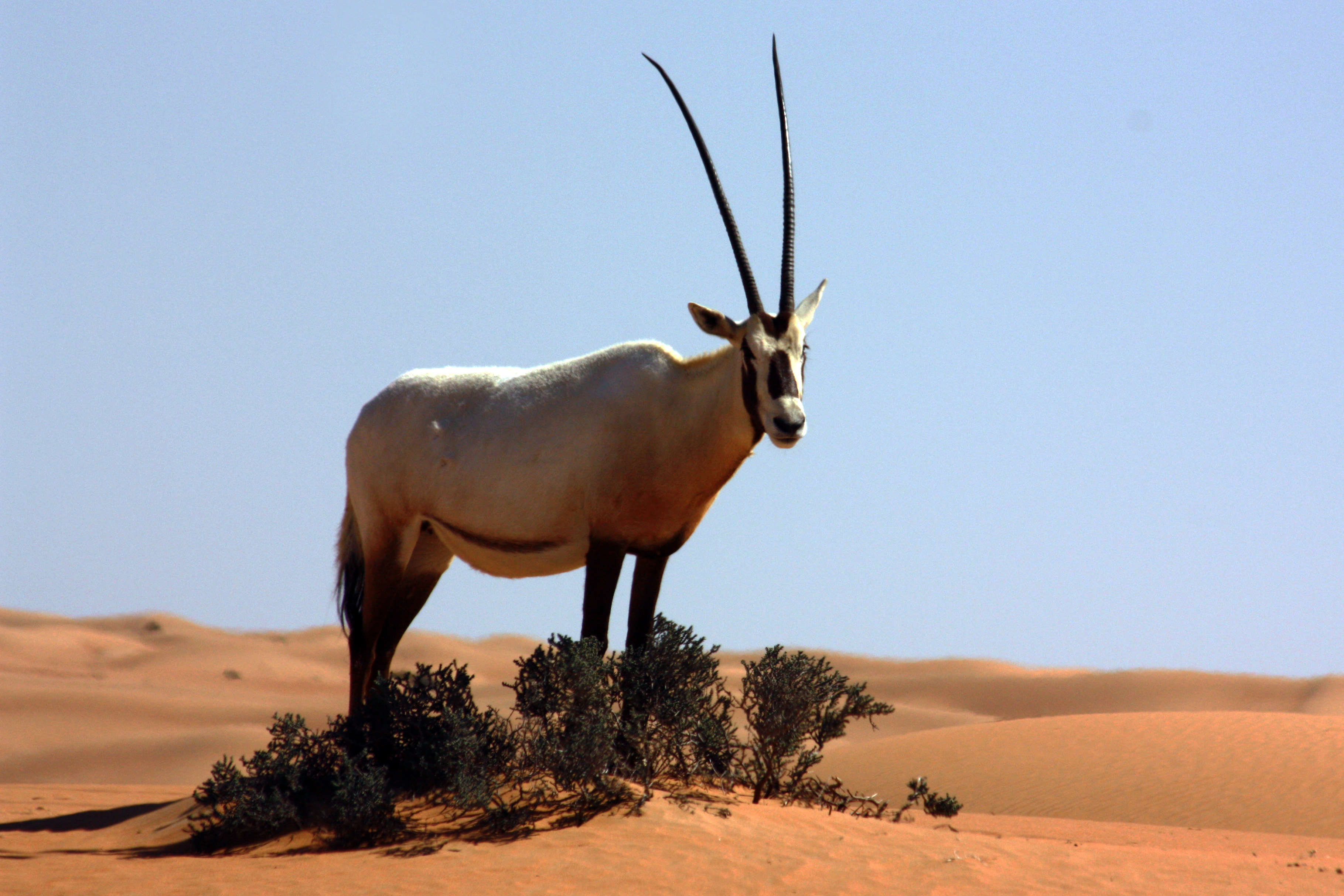 Amazing Oryx Pictures & Backgrounds