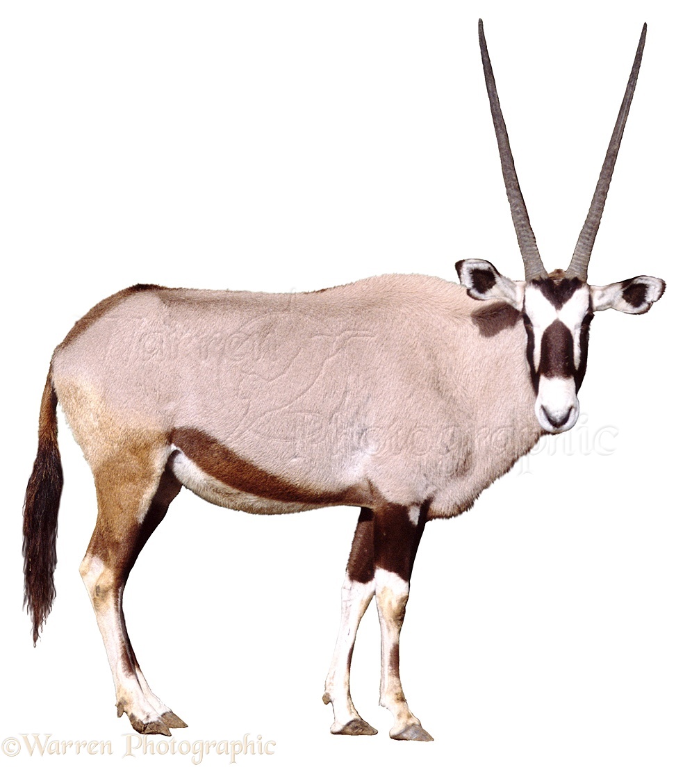 Oryx Pics, Animal Collection