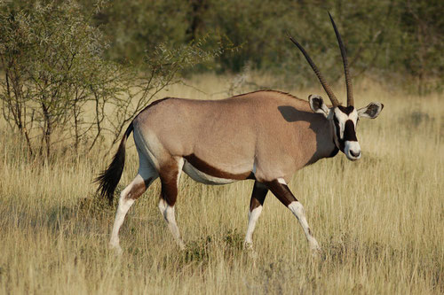 HD Quality Wallpaper | Collection: Animal, 500x333 Oryx