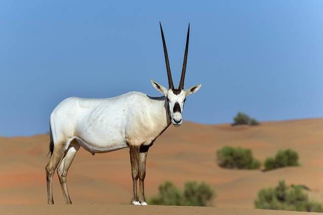 HD Quality Wallpaper | Collection: Animal, 638x424 Oryx